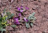 Oxytropis leptophysa