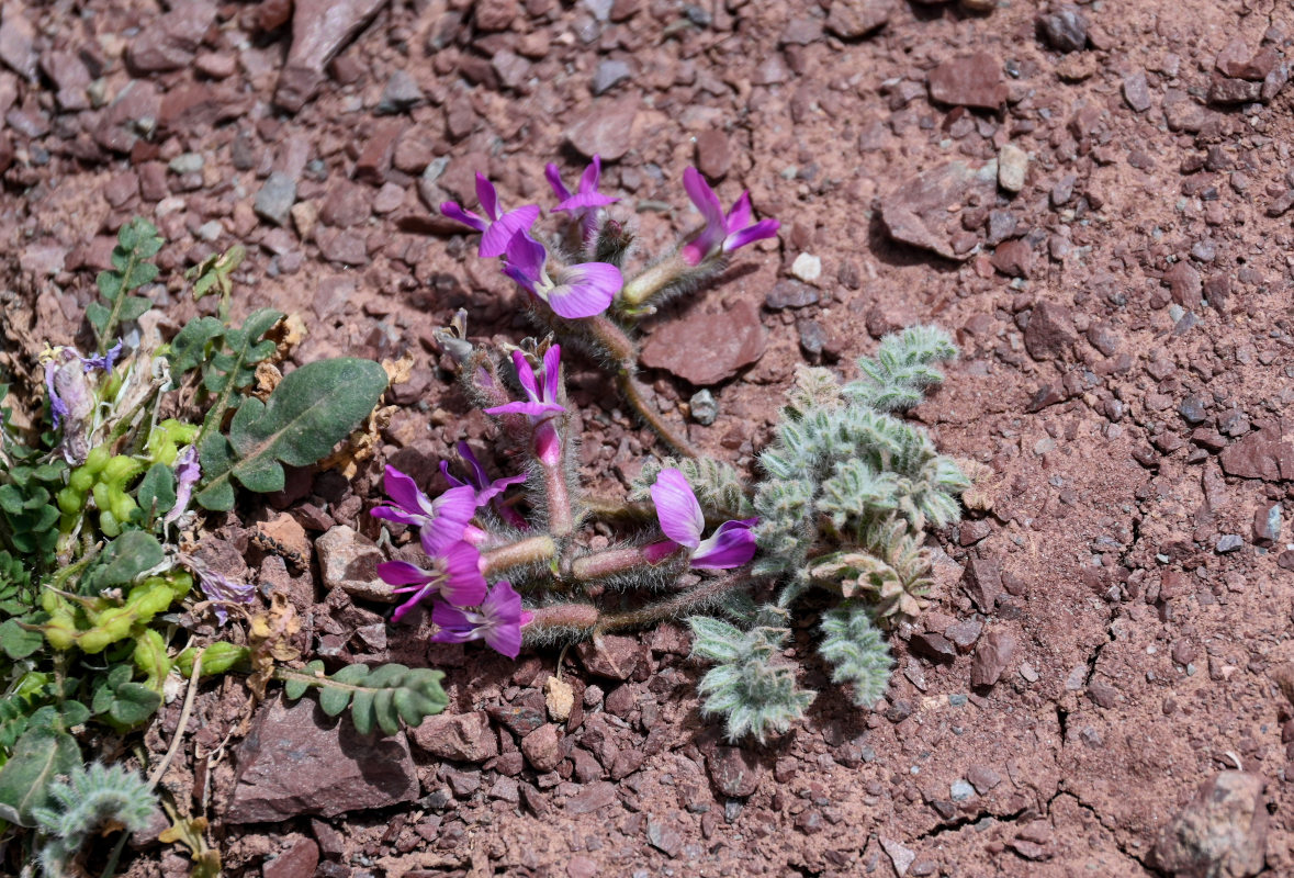 Image of Oxytropis leptophysa specimen.