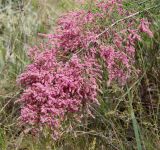 Tamarix ramosissima. Ветвь с соцветиями. Краснодарский край, м/о Анапа, пос. Витязево, ул. Скифская, закреплённые пески между дюной и улицей. 05.06.2021.