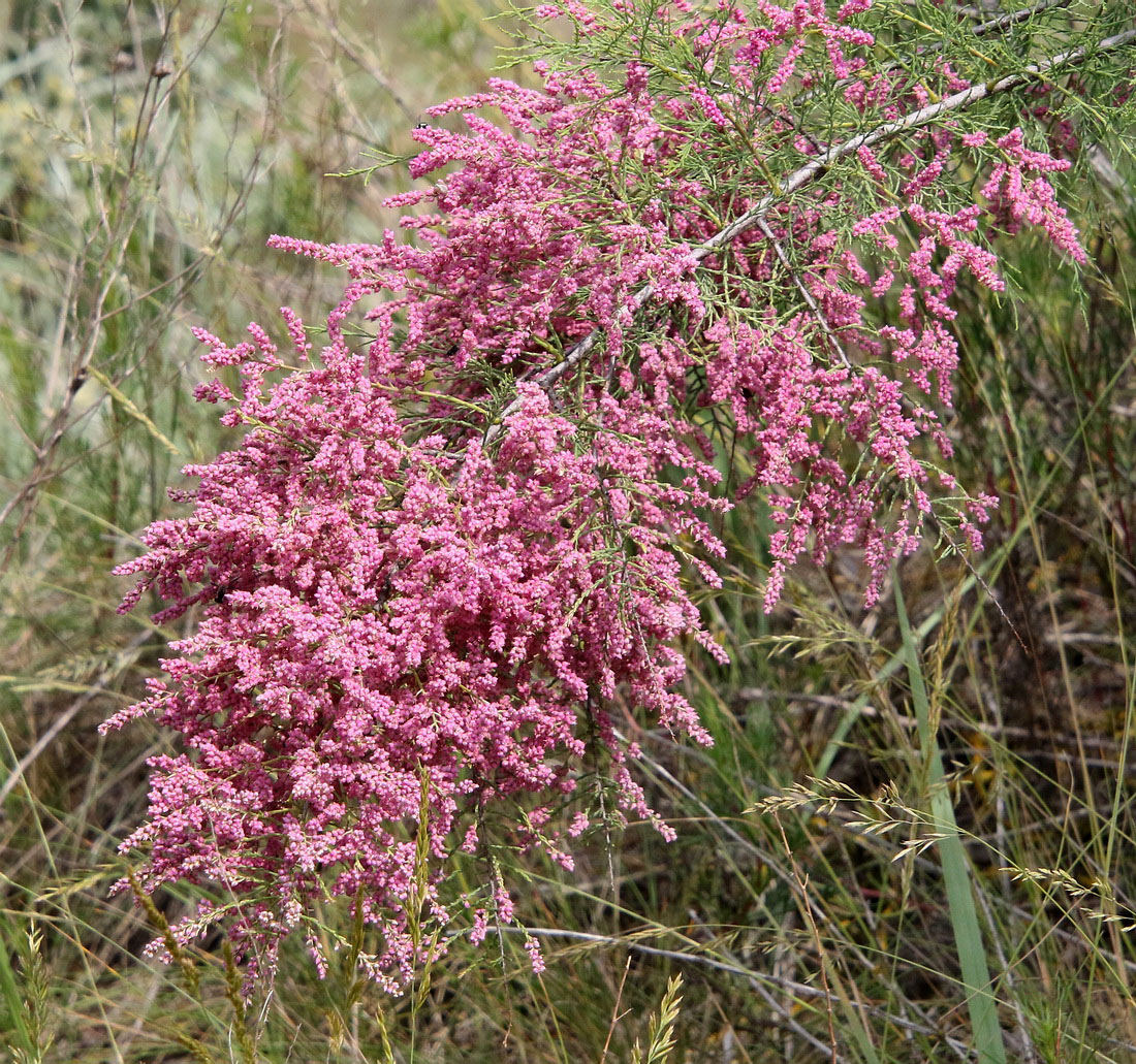 Image of Tamarix ramosissima specimen.