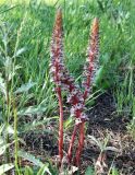 Orobanche laxissima. Цветущее растение. Краснодарский край, Анапский муниципалитет, г. Анапа, Симферопольское шоссе, долина р. Анапки, Анапские плавни, берег протоки, лужайка. 31.05.2021.