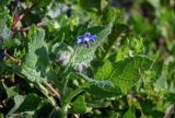 Borago officinalis