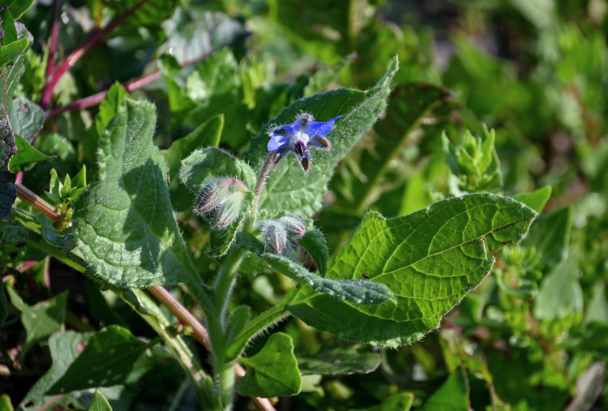 Изображение особи Borago officinalis.