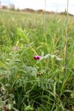 Vicia sativa. Верхушка цветущего растения. Санкт-Петербург, Пушкинский р-н, пос. Шушары, поле за Павловским парком. 27.09.2022.