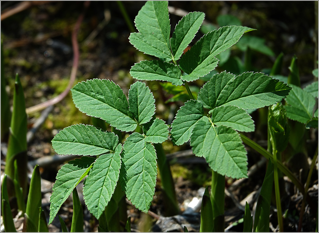 Image of Aegopodium podagraria specimen.