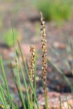 Triglochin maritima