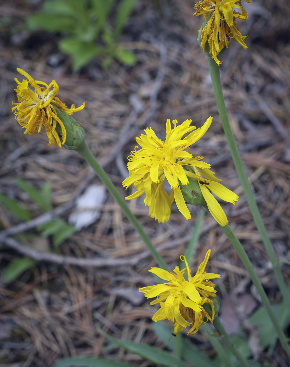 Изображение особи Scorzonera glabra.