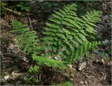 Dryopteris filix-mas. Взрослое растение. Московская обл., Раменский р-н, окр. ж.-д. платформы Хрипань, смешанный лес у ЛЭП (просека). 01.06.2023.