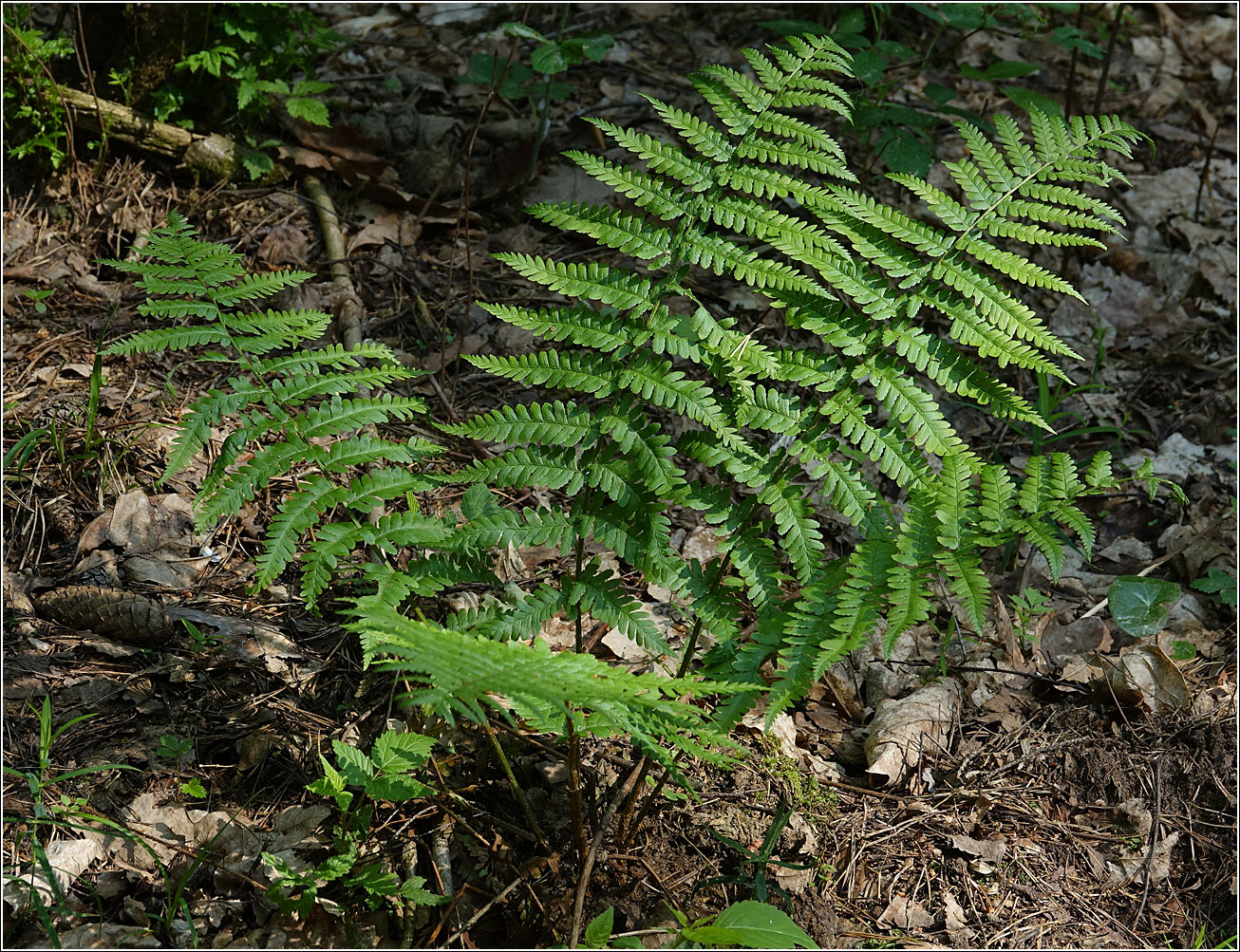 Image of Dryopteris filix-mas specimen.