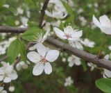 genus Prunus