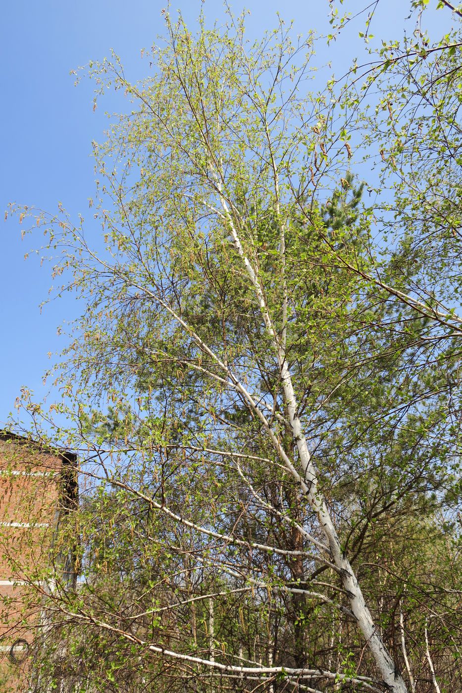 Image of Betula platyphylla specimen.