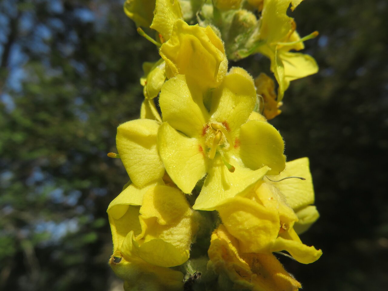 Изображение особи Verbascum lagurus.