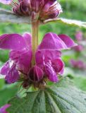 Lamium maculatum. Соцветие. Московская обл., Одинцовский р-н, с. Никольское, берег пруда. 09.05.2010.