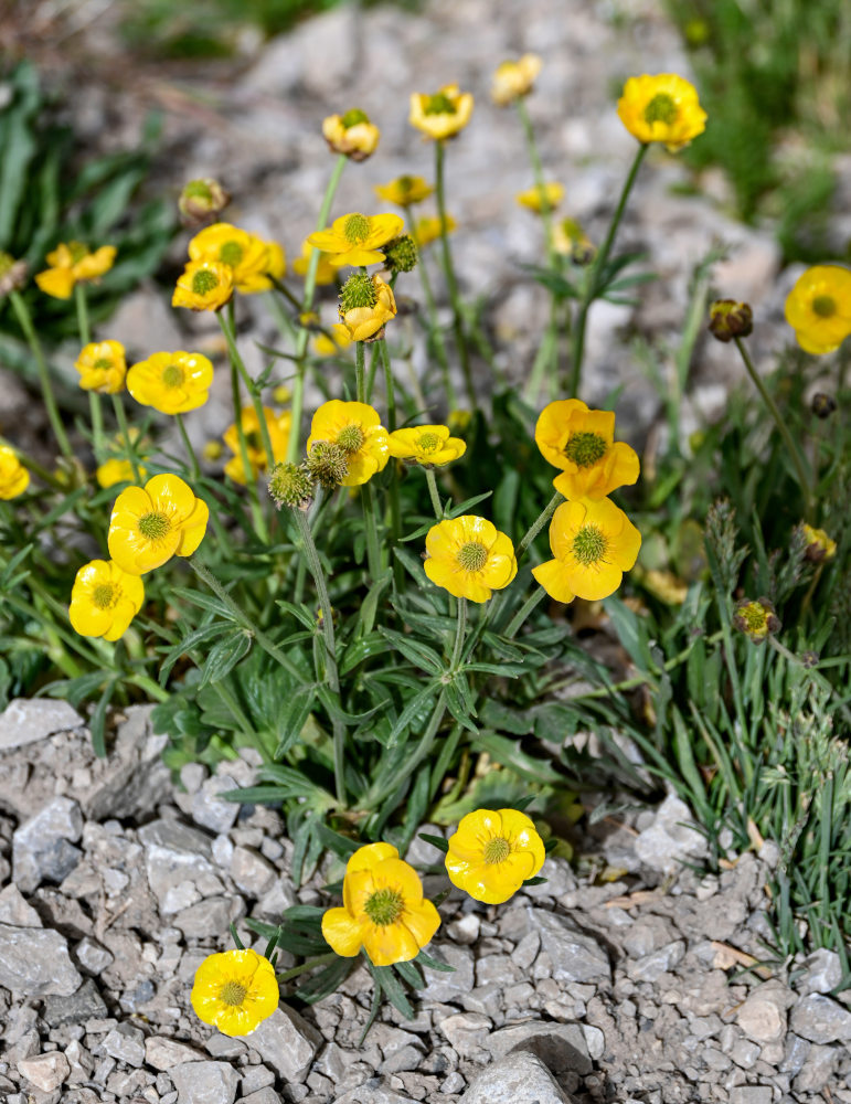 Image of Ranunculus songaricus specimen.