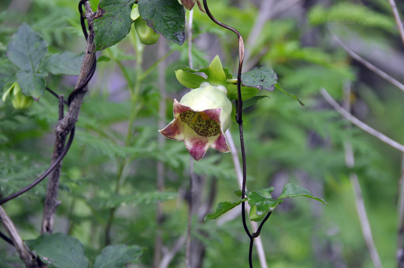 Изображение особи Codonopsis lanceolata.