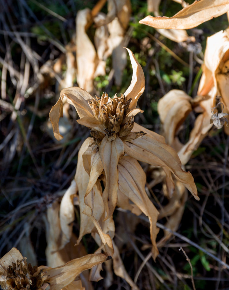 Image of Gentiana cruciata specimen.