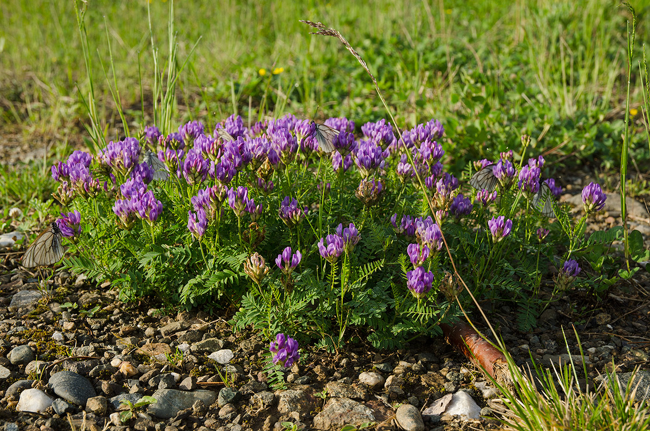 Изображение особи Astragalus danicus.