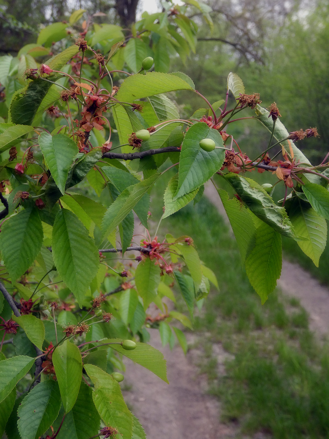 Изображение особи Cerasus avium.