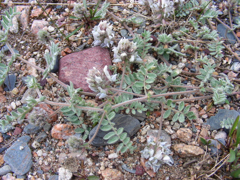 Изображение особи Oxytropis brachycarpa.