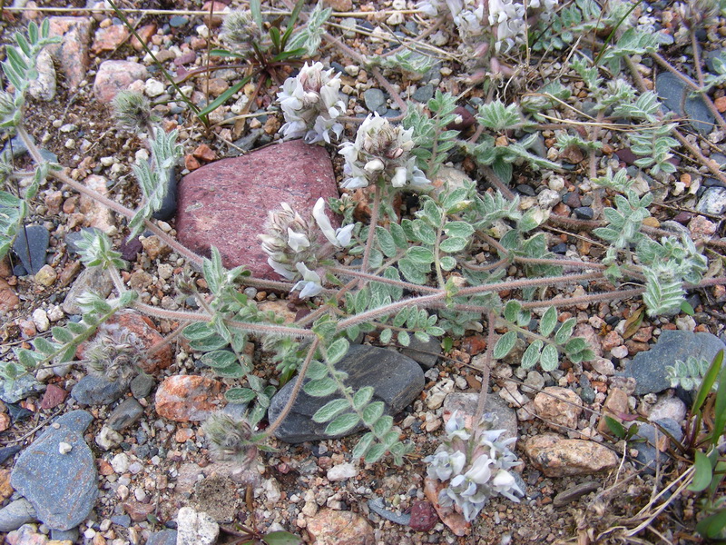 Image of Oxytropis brachycarpa specimen.