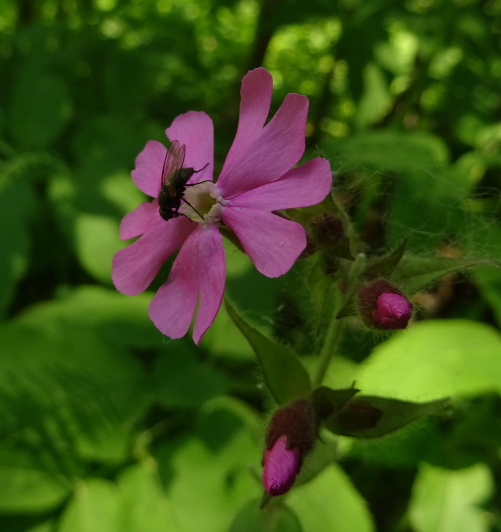 Изображение особи Melandrium dioicum.