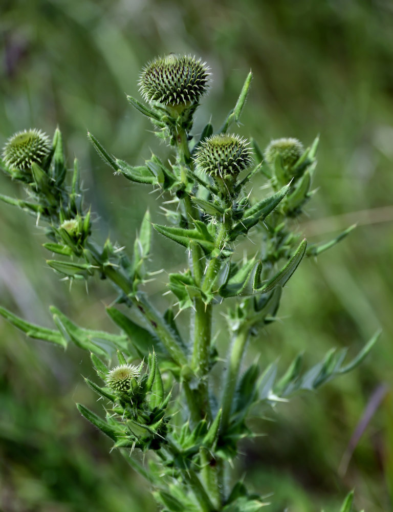 Image of Cirsium serrulatum specimen.