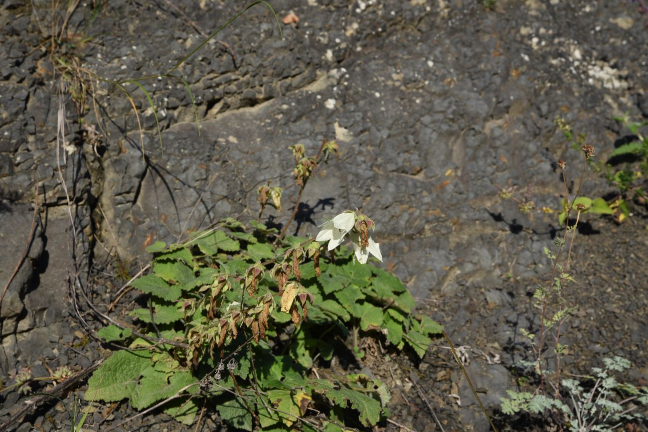 Image of Campanula pendula specimen.