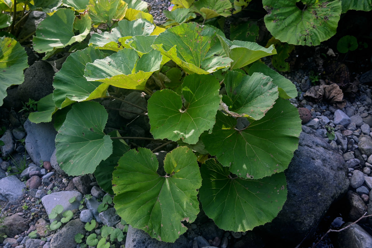 Изображение особи Petasites amplus.