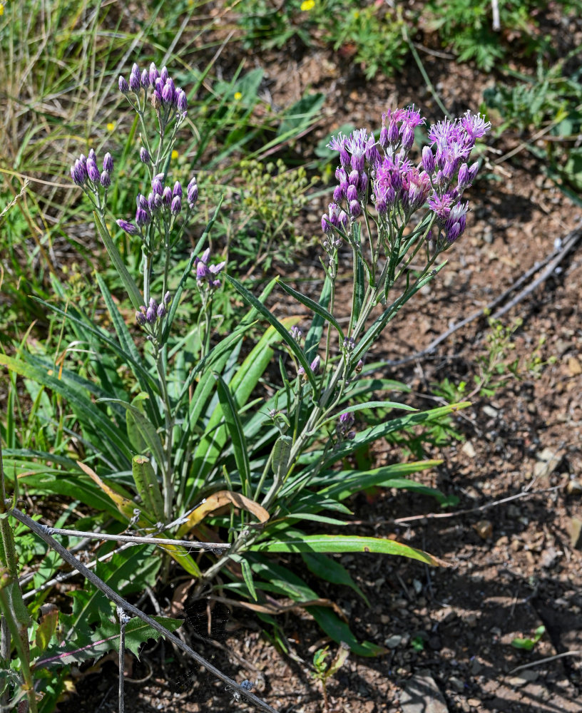 Image of Jurinea multiflora specimen.