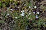 Dianthus cretaceus. Цветущие растения. Армения, обл. Гегаркуник, берег оз. Севан, окр. монастыря Севанаванк, ≈ 1900 м н.у.м., сухой луговой склон. 23.06.2022.