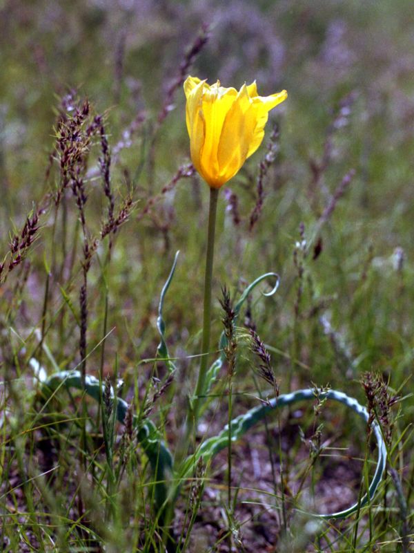 Изображение особи Tulipa lehmanniana.