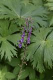 Aconitum septentrionale