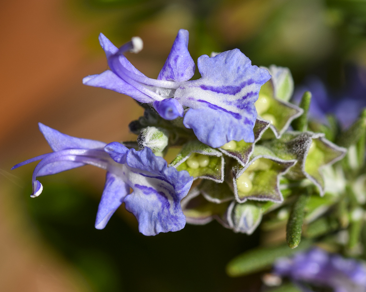 Image of Rosmarinus officinalis var. prostratus specimen.