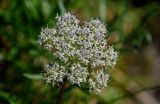 Pachypleurum alpinum. Соцветие с мухой. Красноярский край, Таймырский Долгано-Ненецкий р-н, плато Путорана, водопад Китабо-Орон, каменистый склон. 26.07.2023.