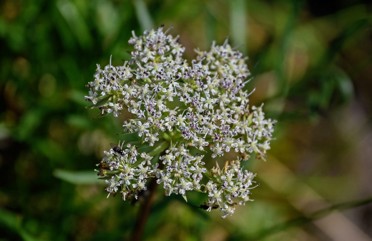 Изображение особи Pachypleurum alpinum.