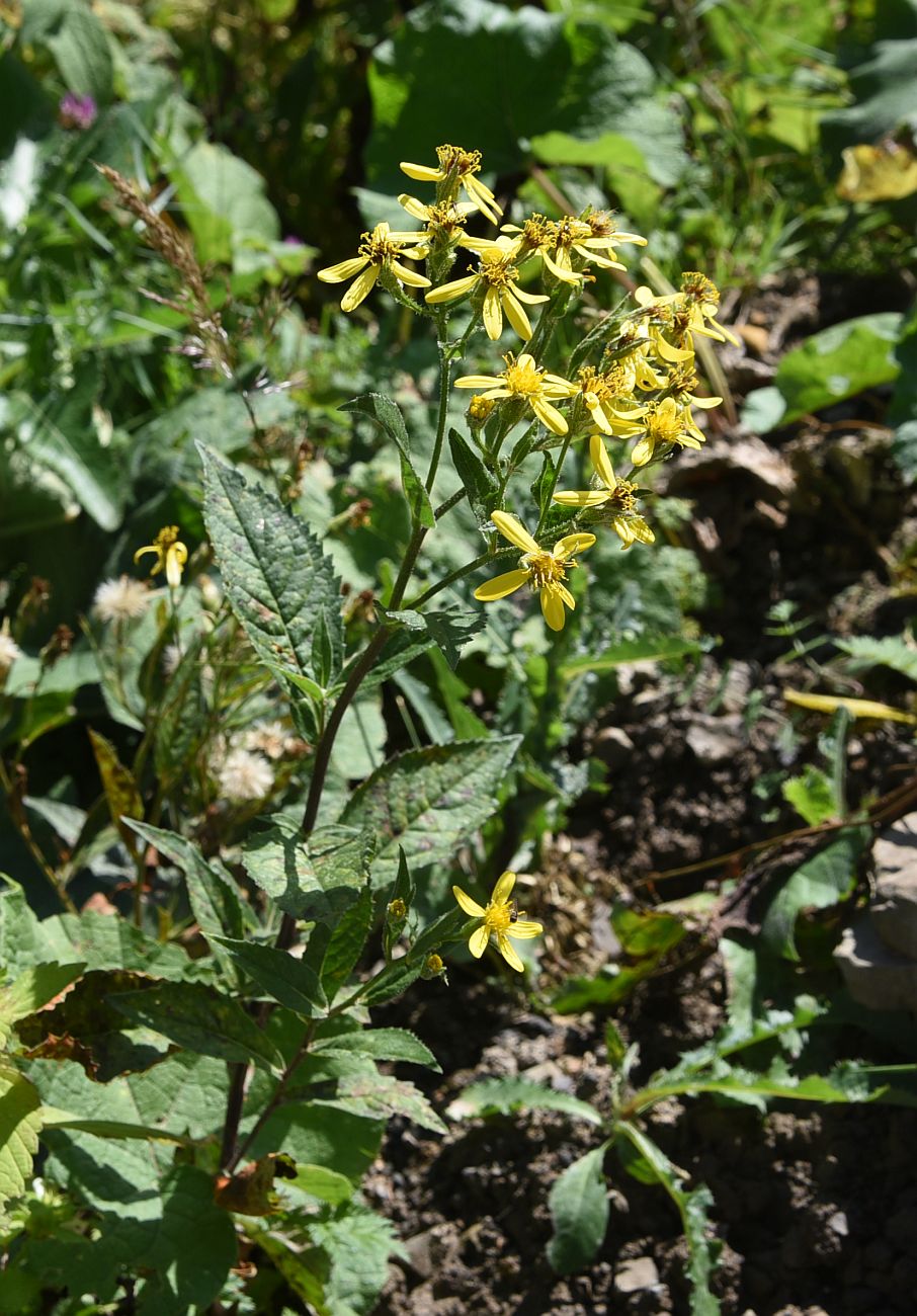 Image of genus Senecio specimen.