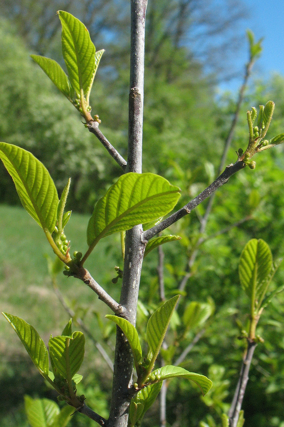 Image of Frangula alnus specimen.