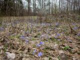 Hepatica nobilis. Аспект цветущих растений. Беларусь, Минская обл., Мядельский р-н, национальный парк \"Нарочанский\", окр. дер. Боровые в низменном влажном месте бора возле лесной дороги. 02.04.2024.