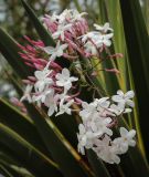 Jasminum polyanthum. Соцветие. Абхазия, Гагрский р-н, с. Лдзаа, частный сад. 13.04.2024.