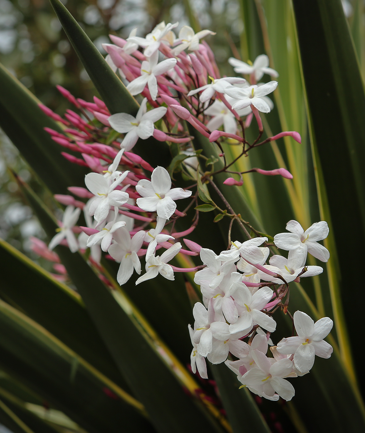 Image of Jasminum polyanthum specimen.