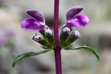 Phlomoides zenaidae