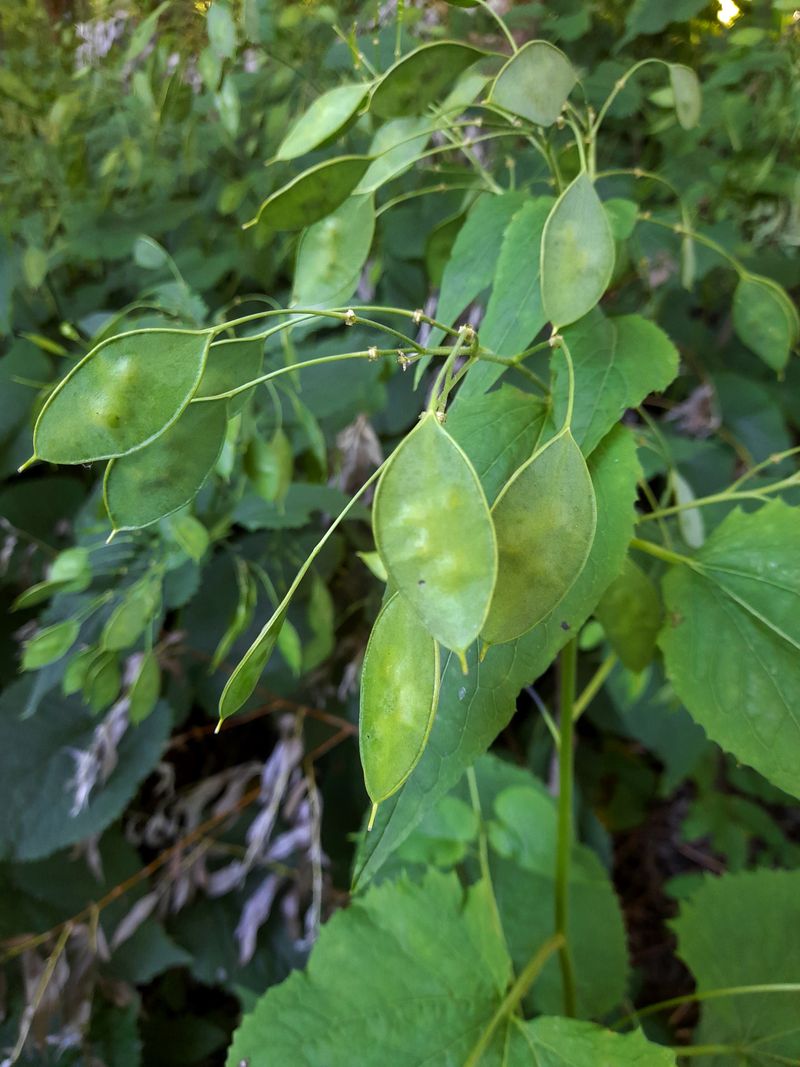 Image of Lunaria rediviva specimen.