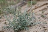 Astragalus turczaninowii