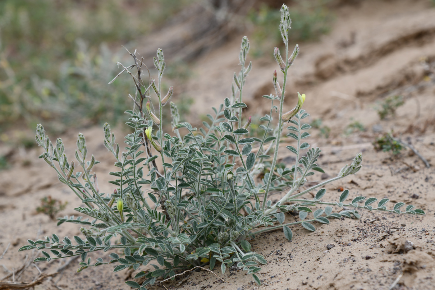 Изображение особи Astragalus turczaninowii.