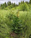 Digitalis grandiflora