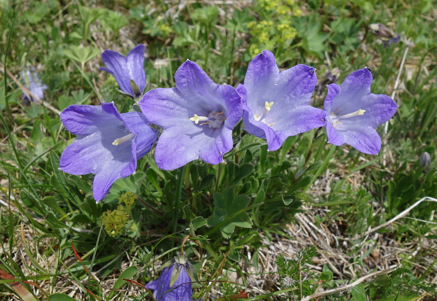 Изображение особи Campanula biebersteiniana.