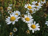 Tripleurospermum inodorum