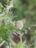 Cirsium echinus