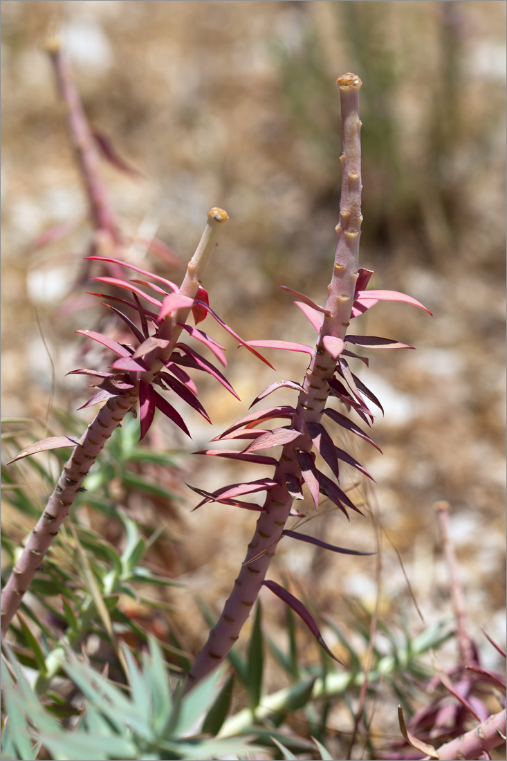 Image of Euphorbia rigida specimen.