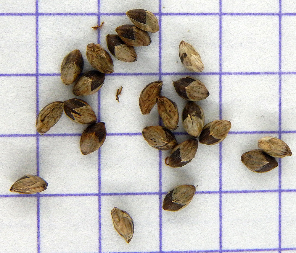 Image of Setaria pumila specimen.